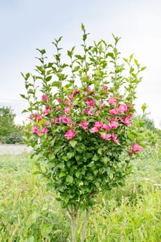 Small hibiscus tree in the garden full of flowers on a sunny day