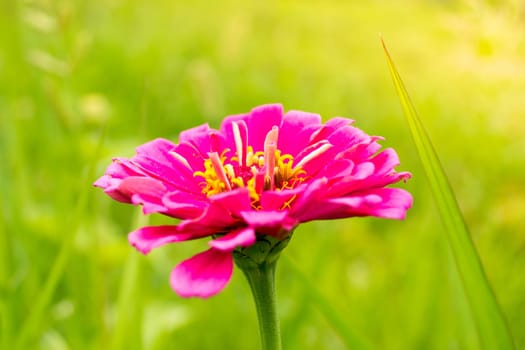 Pink flower on a sunny morning in the garden