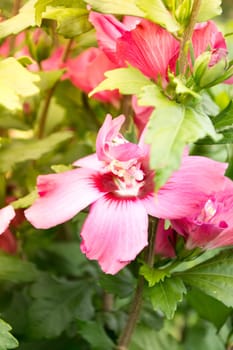 Beatifull hibiscus flower on a sunny morning