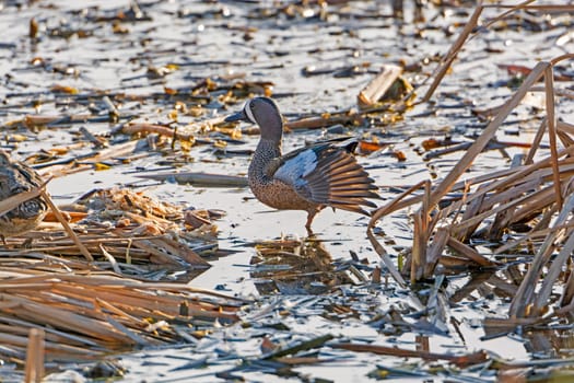 Blue-Winged Teal in a Wetland near Port Aransas, Texas