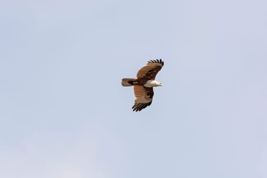 Eurasian Marsh Harrier in Flight over the Kabini River in India