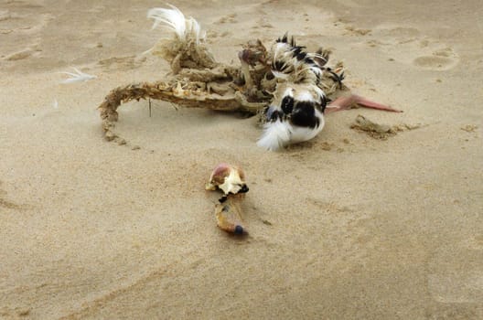 Cooking and corpse of a bird on the beach
