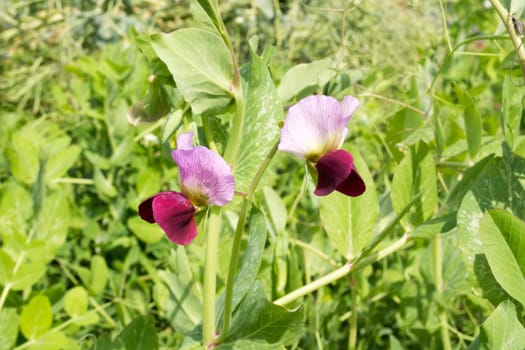 Pink colored peas flowers in the garden