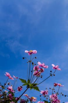 Flower called Anemone hupehensis shot from low camera angle against backdrop of an almost clear blue sky on a sunny day in bright sunlight. Floral background with copy space. Vertical composition.