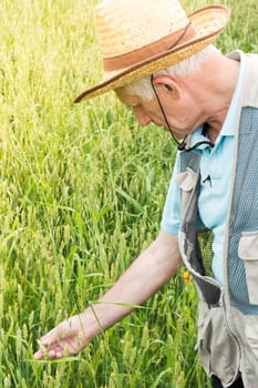 Farmer inspecting green wheat field on the sunny day