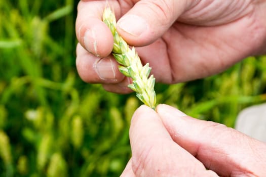 Closeup of farmer hands, inspecting .grain of wheat