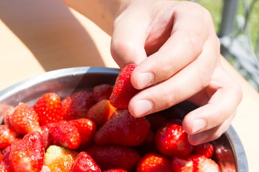 Hand picking strawberries from metal bowl