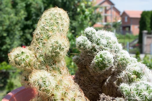 Small cactus in the pot, with blurred background