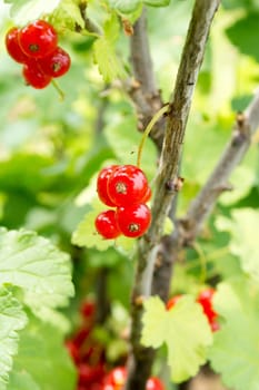 Red currant in the garden on a twig. It is surrounded by green leaves