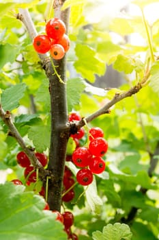 Red currant in the garden on a twig. It is surrounded by green leaves