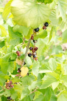 Black currant in the garden on a twig. It is surrounded by green leaves