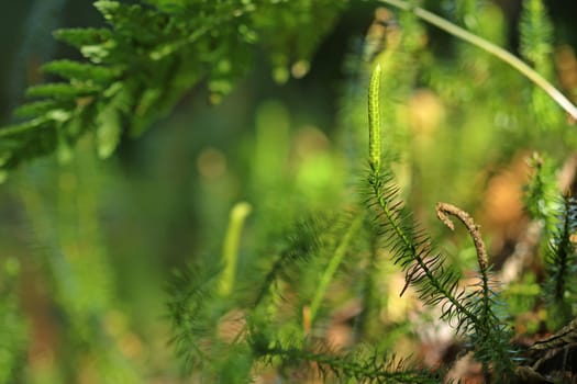 Rungy moss (Lycopodium annotinum)