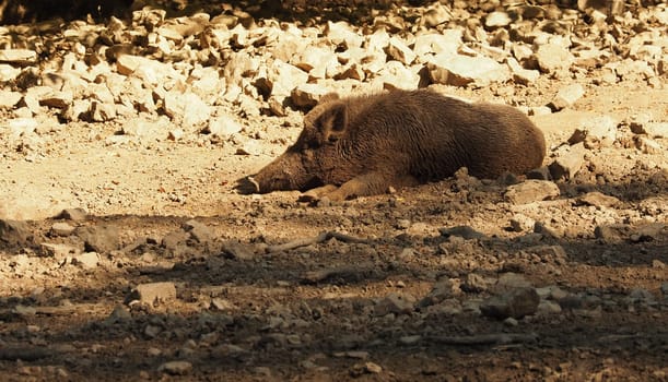 Wild boar sleeping in the warm summer sun