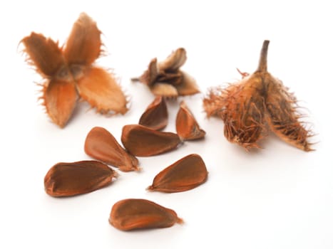 Close up of the nuts of a European beech on a white background