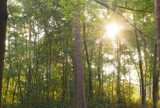 Green old forest with a sun beam, natural summer background