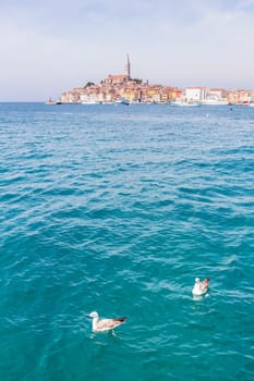 Beautiful View Of Rovinj City With Landmark Of Church Tower, Istria, Croatia, Europe.