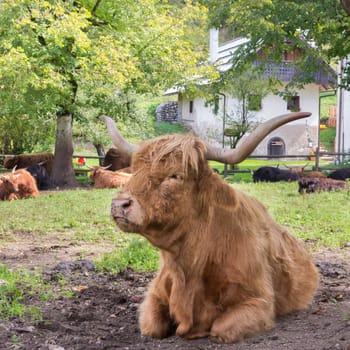 Red haired Scottish highlander cow showing her long horns.
