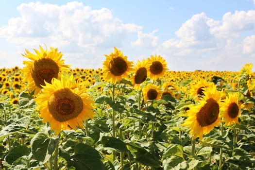 The growing sunflowers on tne sun sky background