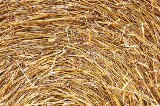 The haystack texture background in the sunlight