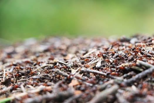 Red ants near the ant hill in the woods on a blurred background of nature
