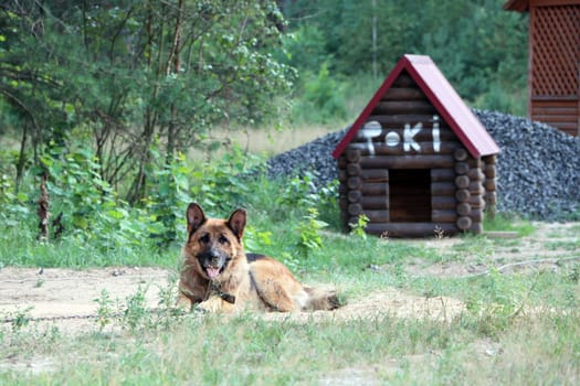 The German Shepherd Dog on a chain near kennel