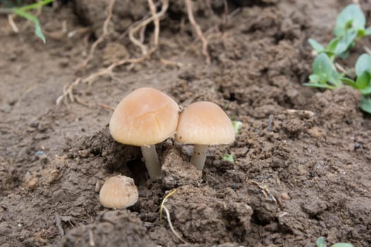 Closeup of group of mushrooms in the wet dirt