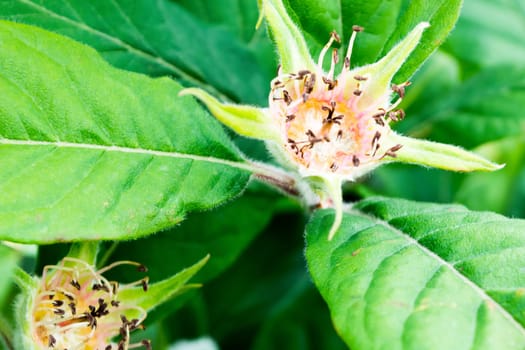 Pollinated flowers of medlar on the tree
