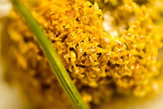 Extreme macro shoot of dryed chamomile