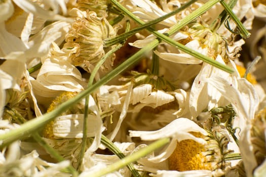 Extreme macro shoot of dryed chamomile