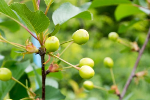 Group of unriped cherries on a tree with more of them blurred in the background