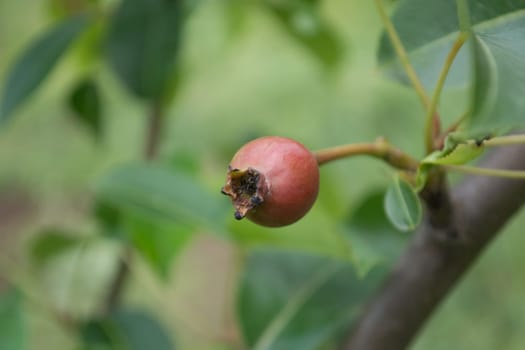 Unriped medlar fruit on a branch with blurred background