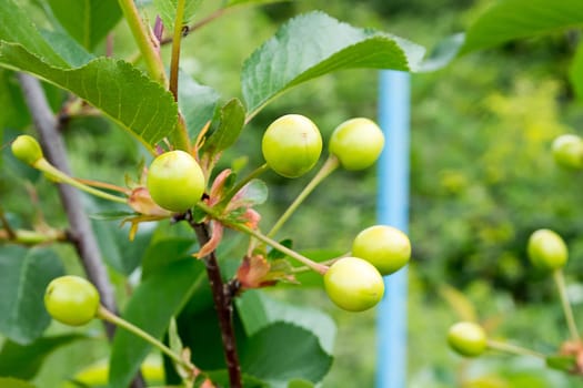 Group of unriped cherries on a tree with more of them blurred in the background