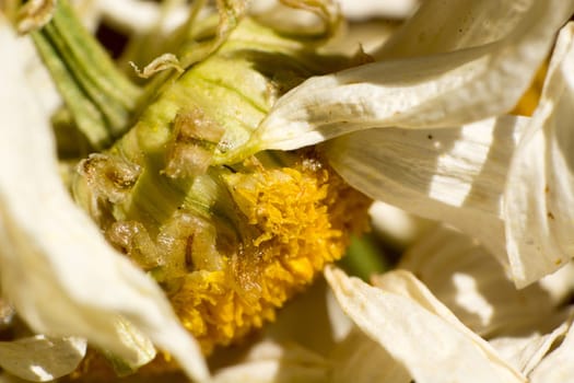 Extreme macro shoot of dryed chamomile