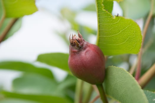 Unriped medlar fruit on a branch with blurred background