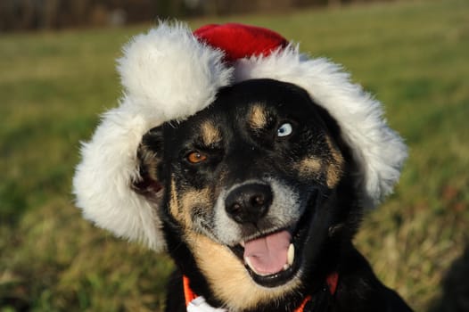 Dog with Christmas hat