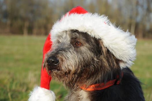 Dog portrait with Christmas cap
