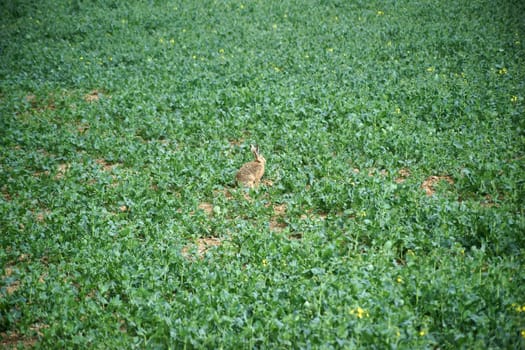 A wild rabbit sits in the middle of the green leaves of a rapeseed field.
