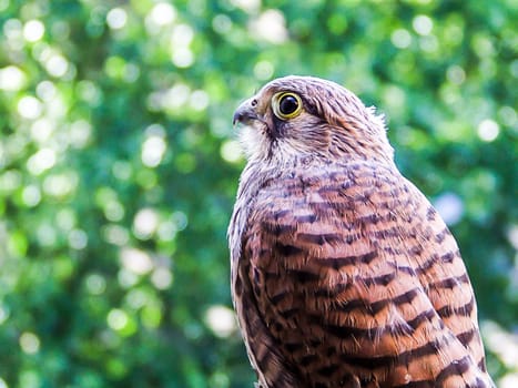 Beatiful young falcon kestrel with blurred background