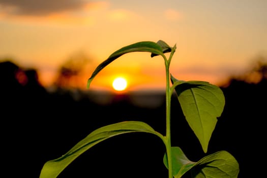 Beatiful orange sunset with green plant in front of a camera