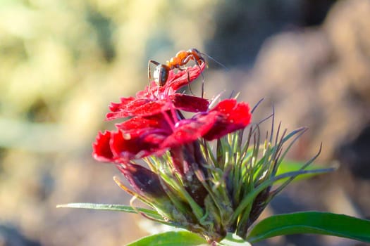 Ant sitting on top of a red flower