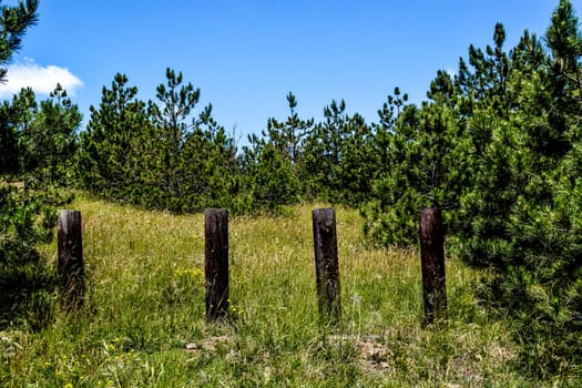 Lonely four pillars standing in wilderness  of the Zlatibor mountain