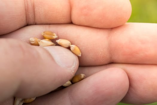 Male hand inspecting wheat seeds with blurred green background