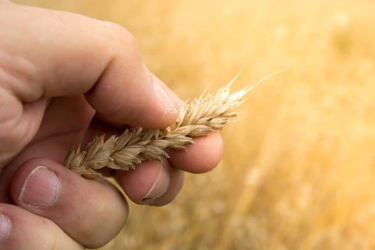 Male hand inspecting wheat ear in the wheat field