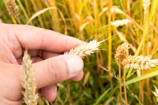 Male hand inspecting wheat ear in the wheat field
