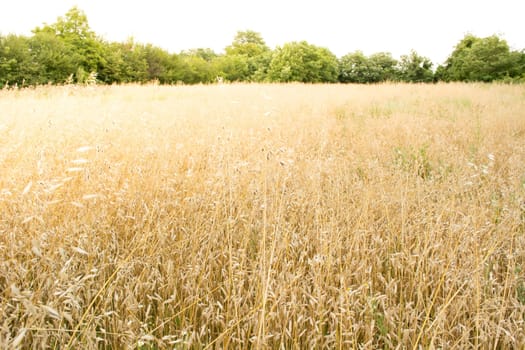 Golden wheat field on a sunny day with sky and forest in the background