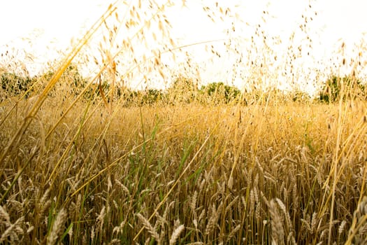 Golden wheat field on a sunny day with sky and forest in the background