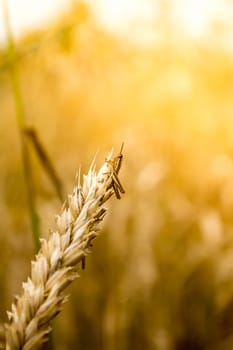 Small grasshopper on top of wheat ear