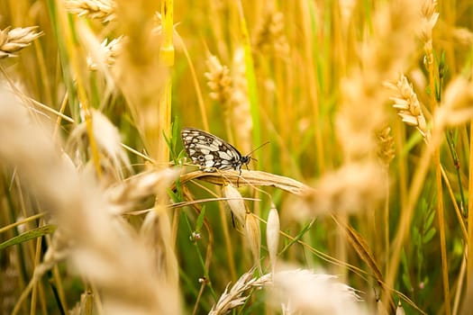 Closeup of brown butterfly in a wheat field.