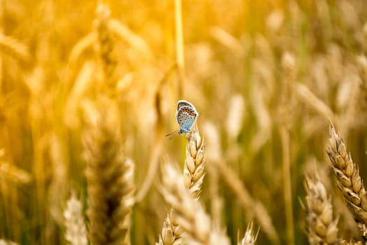 Closeup of blue butterfly in a wheat field.