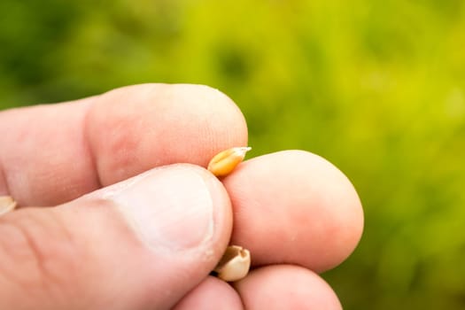 Male hand inspecting wheat seeds with blurred green background